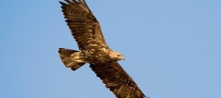 Опазване на царския орел и ловния сокол